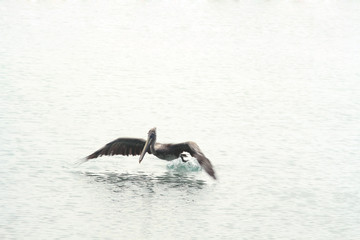 Flying pelican, Caribbean sea