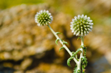 prickly plant