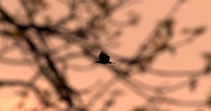 Slow motion of silhouetted hawk flying in sky during sunset