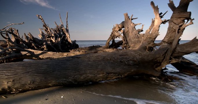Panning shot of uprooted tree on beach