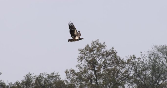 Slow motion of hawk flying in the sky