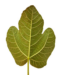 fig tree leaf