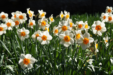 Narcissus flowers in garden