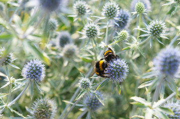 Eryngium planum bkue meadow plant with bees