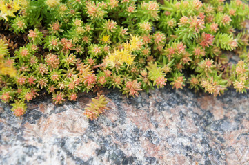 Green and yellow sedum plant with granitic rock 