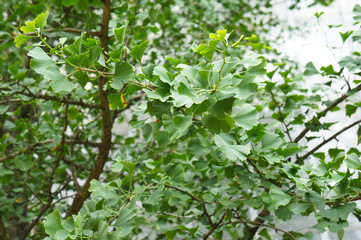 Fototapeta na wymiar Leaf of ginkgo biloba tree