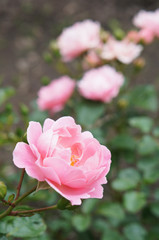 Pink rose head in the garden 