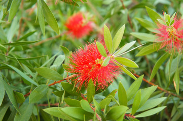 Red fairy duster or dwarf bottle brush or calliandra compacta bush