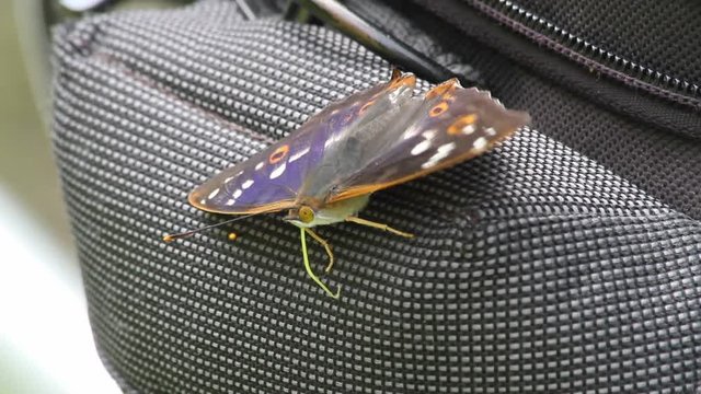 Lesser Purple Emperor (Apatura ilia) sucks minerals from a camera bag