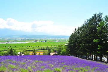 Colorful Lavender Flower Fields