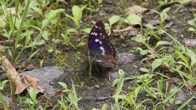 Lesser Purple Emperor (Apatura ilia) sucks minerals from the forest floor