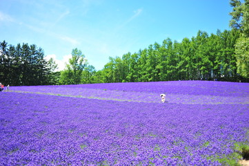 Naklejka premium Colorful Lavender Flower Fields