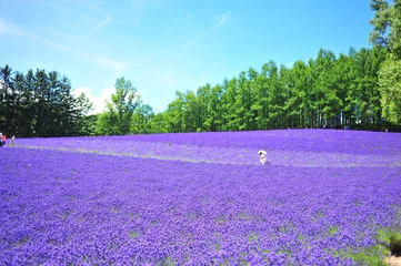 Stickers meubles Lavande Colorful Lavender Flower Fields