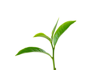 Fototapeta premium green tea leaf on white background