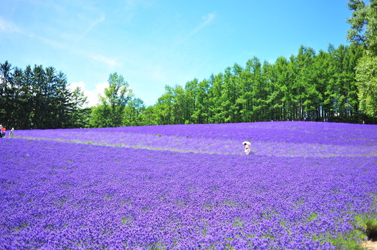Fototapeta Colorful Lavender Flower Fields