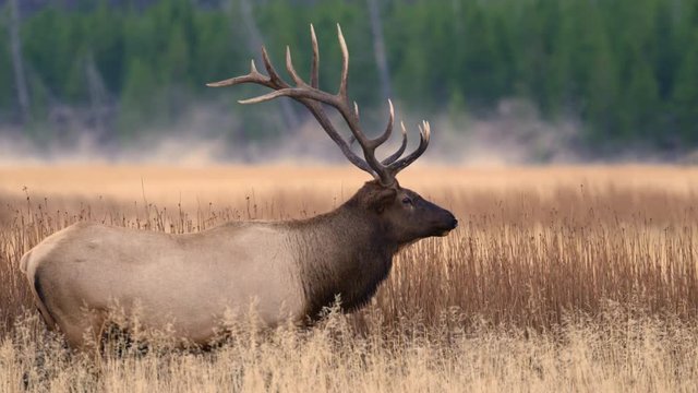 Side view of bull elk standing in meadow at Yellowstone National Park 