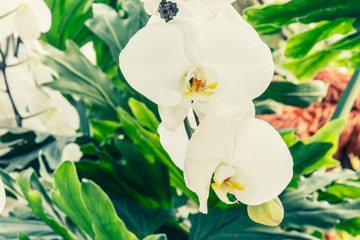 Beautiful white orchid flowers bloom in natural world