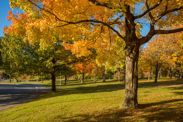 Maple tree in autumn colors on Mount-Royal in Montreal, Canada.