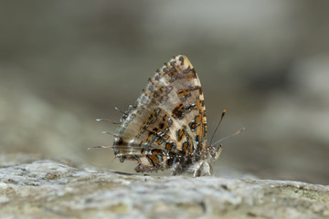 Butterfly in Thailand and Southeast Asia.