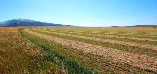 Cut and Raked Alfalfa Field in the Pryor Mountains in Montana US