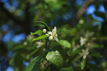 Orange Blossom