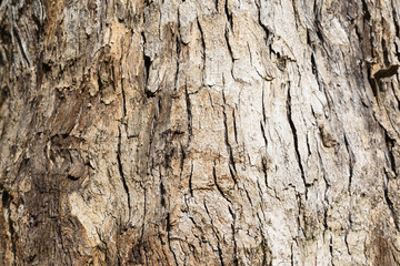 old tree bark texture background