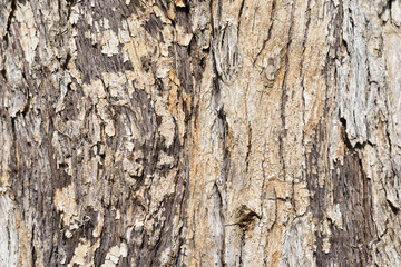 old tree bark texture background