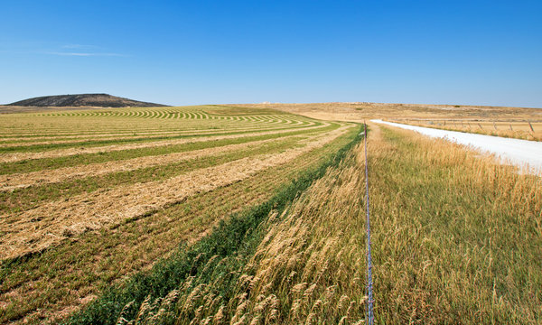 Cut and Raked Alfalfa Field in the Pryor Mountains in Montana USA