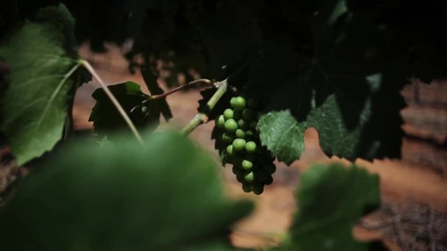Fresh grapes, close up in Stellenbosch, South Africa.