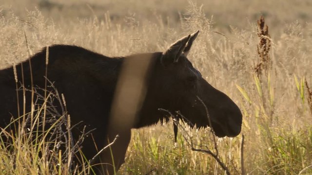Tacking shot of moose walking in wetland