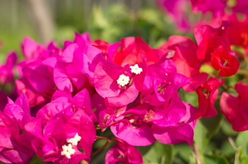 Fototapeta premium Flower. Flower in the garden.