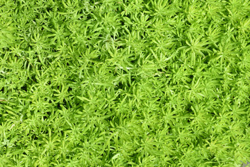 organic green plant texture background