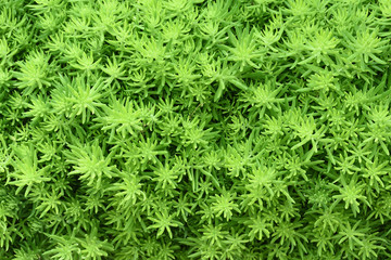 organic green plant texture background