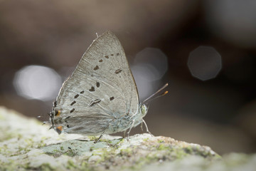 Butterfly in Thailand and Southeast Asia.