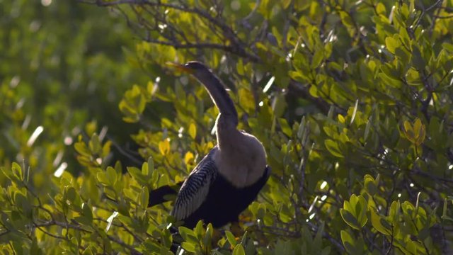 Close up of anhinga perching on tree