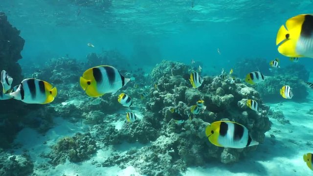 Shallow reef with tropical fishes underwater, south Pacific ocean, French Polynesia
