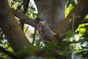 Great Horned Owl with Pack Rat catch in tree. 