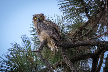 Great Horned Owl in pine tree.
