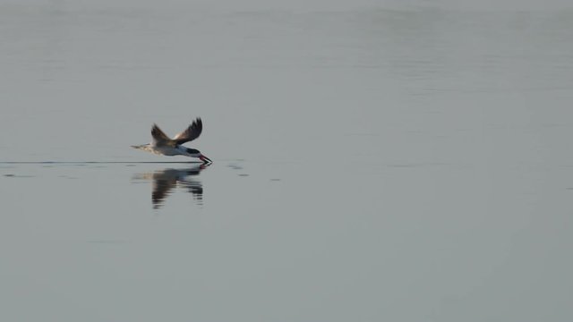Tracking shot of black skimmer skimming across river
