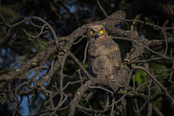 Great Horned Owl sitting in tree with bright yellow eyes. 