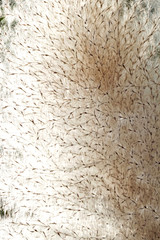 Close up view of pampas grass flower