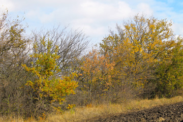 Deciduous forest on autumn