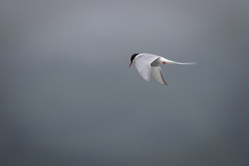 Arctic Tern in flight.