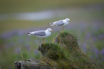 Mew Gull sitting on tuft of grass during mating season.
