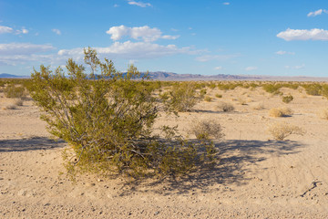 Desert plant life in Mojave Desert of America's California state.