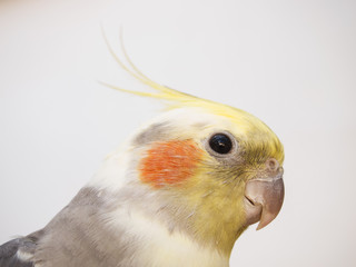 bird nymph