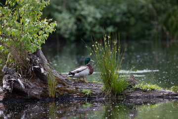 Mallard enjoying the greenery and lake.