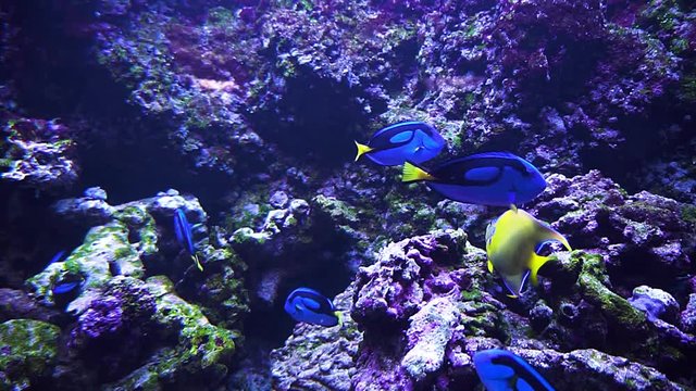 beautiful underwater world