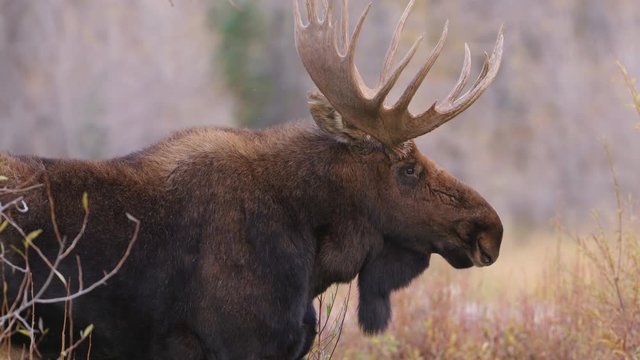 Close up of large bull moose in Grand Teton National Park