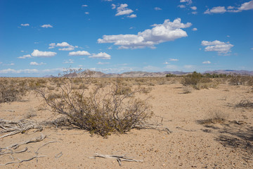 Creosote brush grows in the sand of the Mojave desert in California.